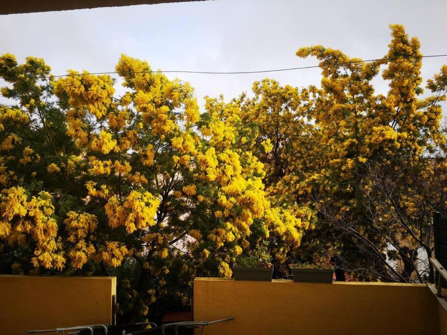 Appartement Proche Mer Avec Terrasse Et Jardin Privatif Hyères Extérieur photo